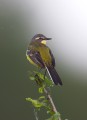 Yellow Wagtail