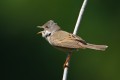 Whitethroat