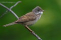 Whitethroat