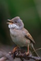 Whitethroat