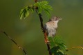 Whitethroat