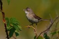 Whitethroat