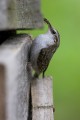 Treecreeper