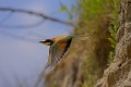 Bee-eater