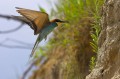 Bee-eater