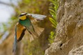 Bee-eater